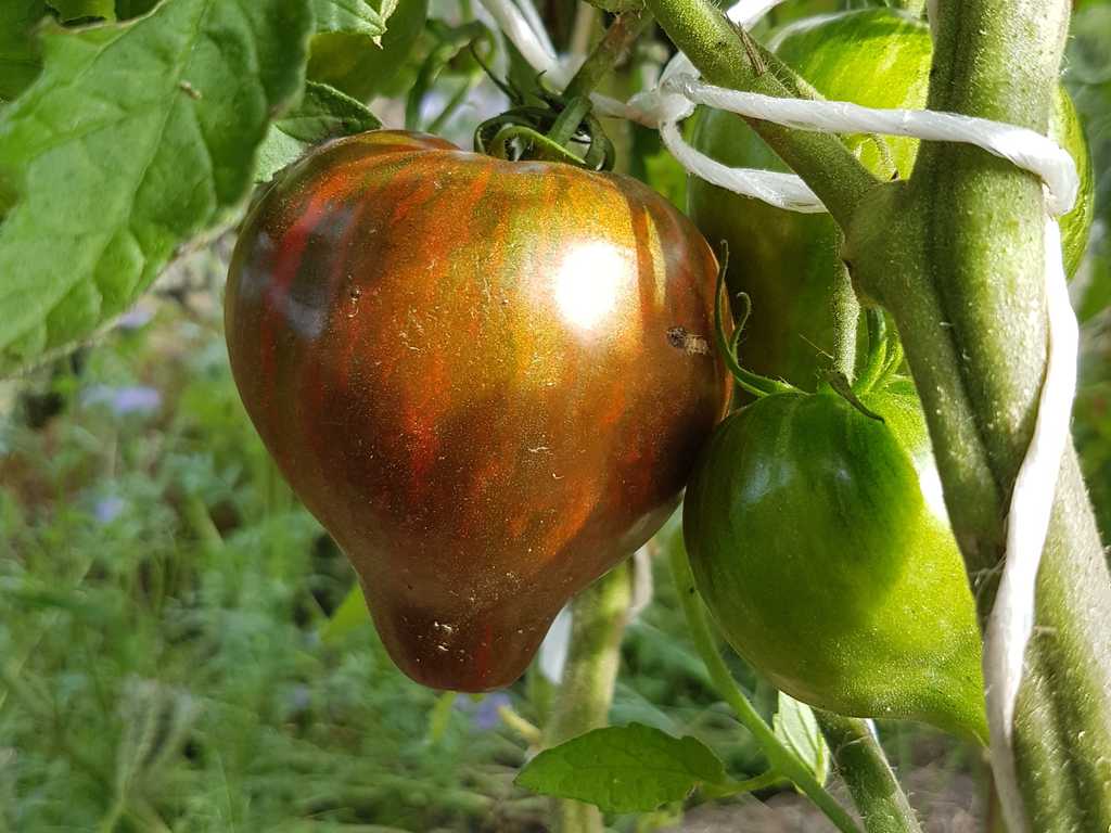 Marsha's Starfighter Heart